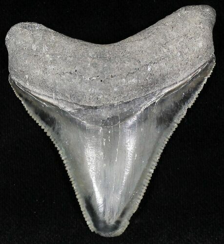 Mottled Gray  Bone Valley Megalodon Tooth #22157